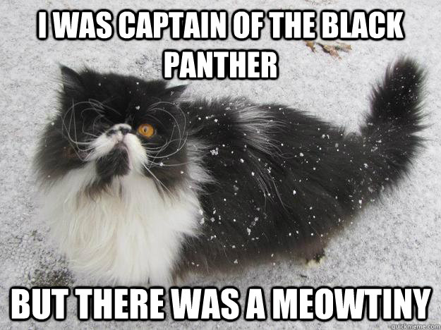 The Pirate Cat Meme (12)