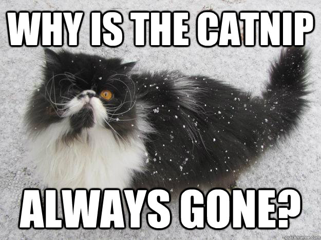 The Pirate Cat Meme (10)