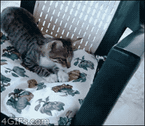 41.gif