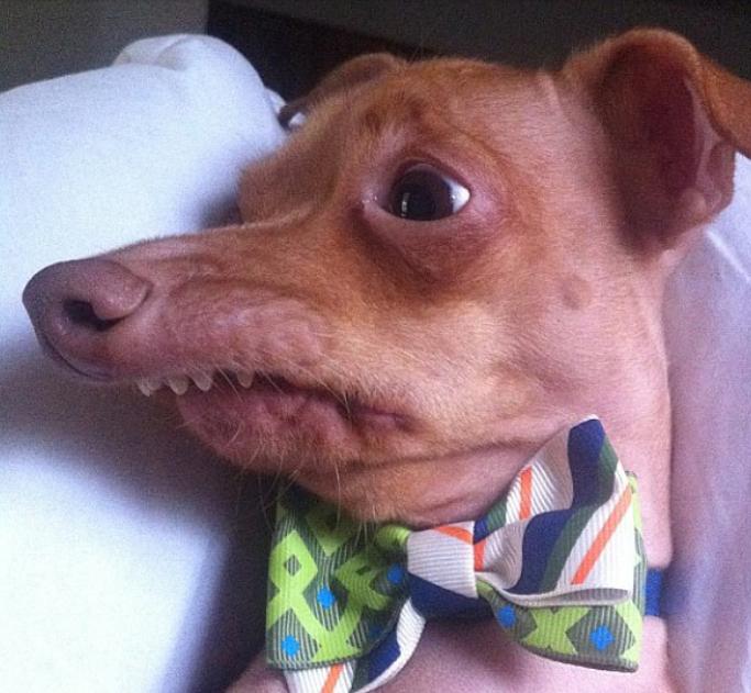 LOL Animals (3)