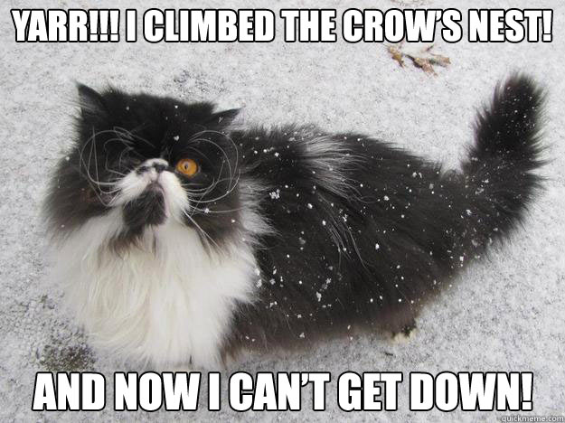 The Pirate Cat Meme (8)
