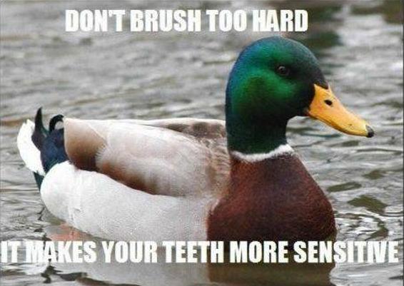 Actual Advice Mallard (17)