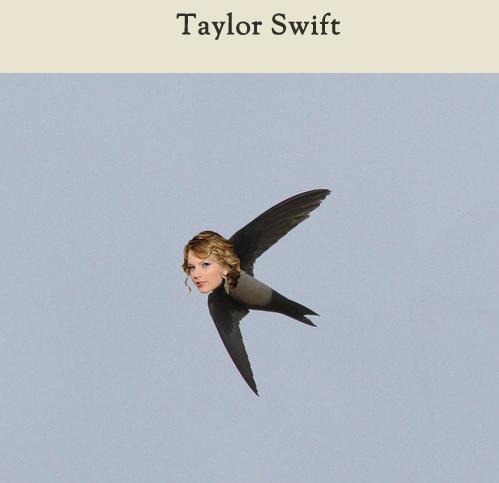 Celebirding (6)