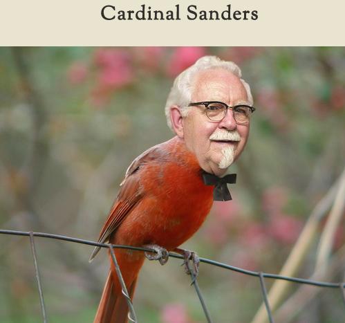 Celebirding (10)