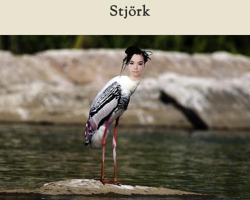 Celebirding (11)