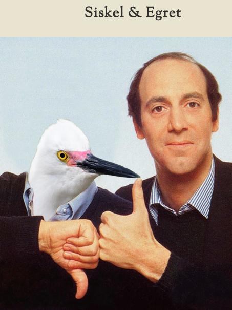 Celebirding (13)