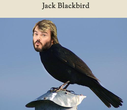 Celebirding (17)