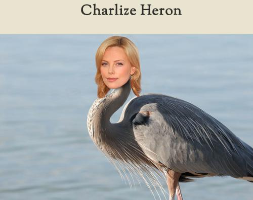 Celebirding (21)