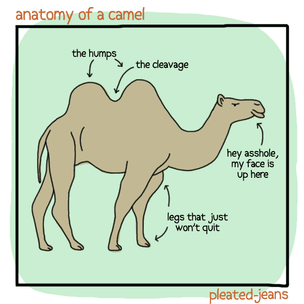 anatomy-of-a-camel