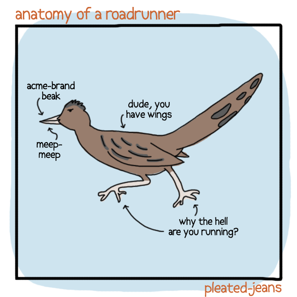 anatomy-of-a-roadrunner
