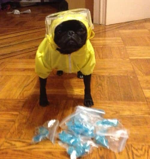LOL Animals (5)