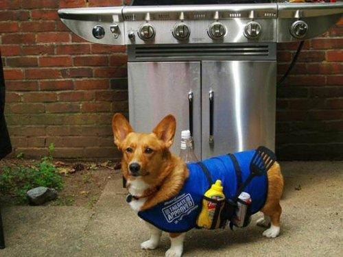 LOL Animals (7)