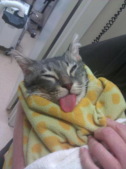 Funny Pic Dump (5)