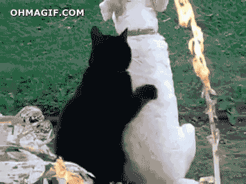 18 extremely helpful animals