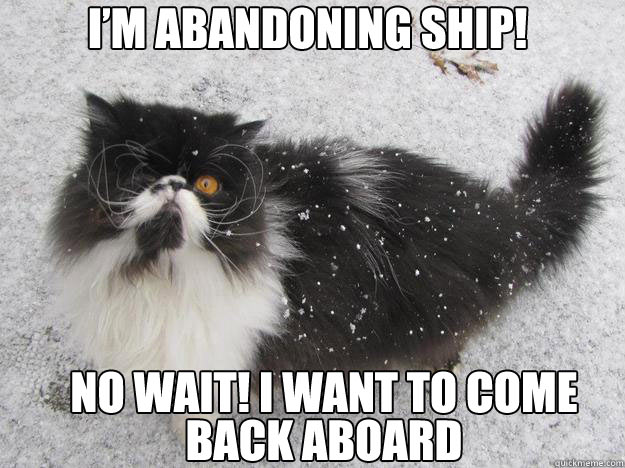 The Pirate Cat Meme (6)