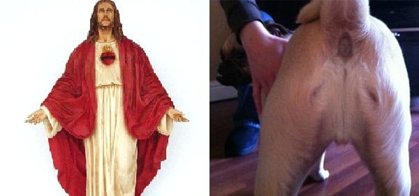 10 Pugs That Look Like Things (7)