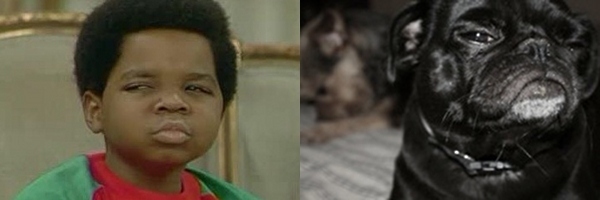 10 Pugs That Look Like Things (6)