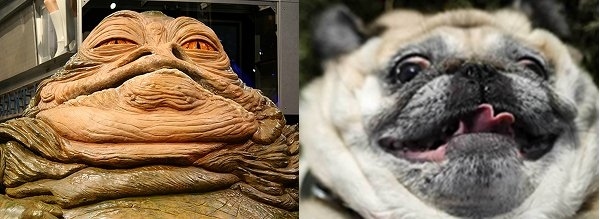 pug bread loaf that looks like pug that looks like a loaf of bread car tuning 10 pugs that look like things pleated pug bread loaf that looks like pug that looks like a loaf of bread car tuning 10 pugs that look like things pleated