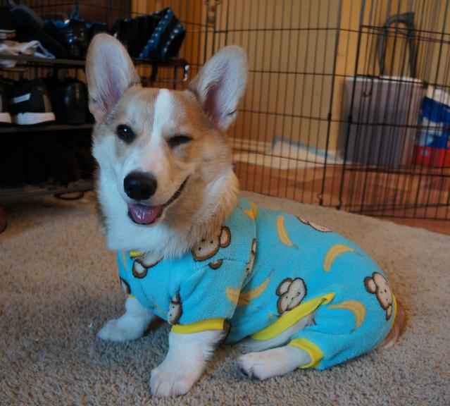 Corgnelius the Corgi (6)