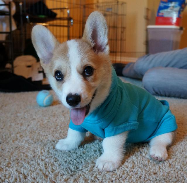 Corgnelius the Corgi (7)