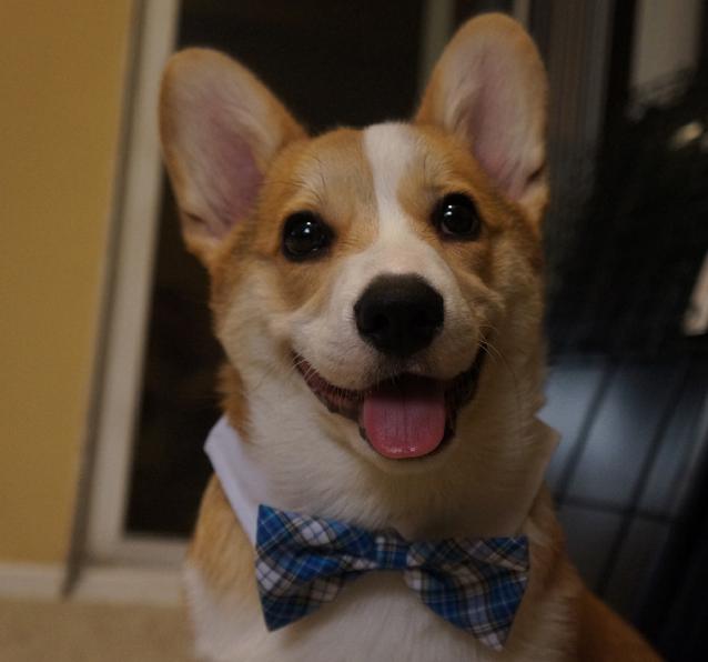 Corgnelius the Corgi (8)