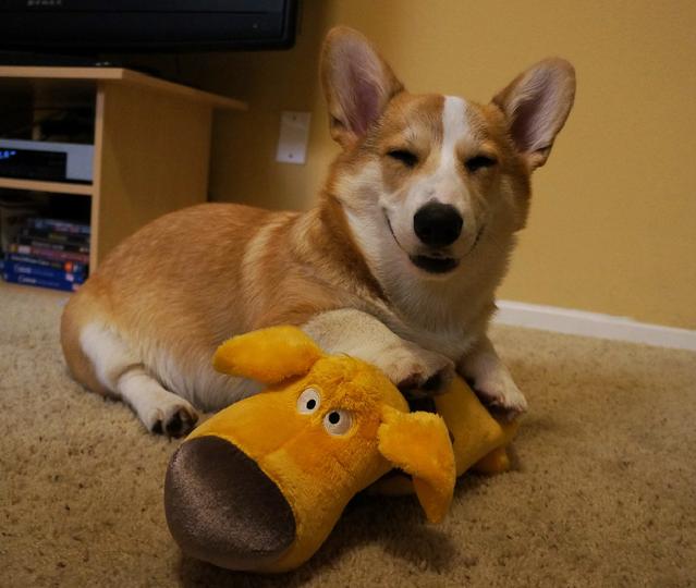 Corgnelius the Corgi (9)