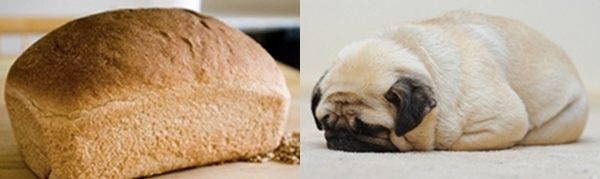 dogs that look like pugs 10 pugs that look like things pleated dogs that look like pugs 10 pugs that look like things pleated