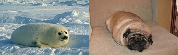 pugs look like pug a loaf of bread look like memes pugs look like pug a loaf of bread look like memes