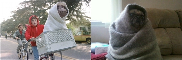 pugs look like 10 pugs that look like things pleated pugs look like 10 pugs that look like things pleated