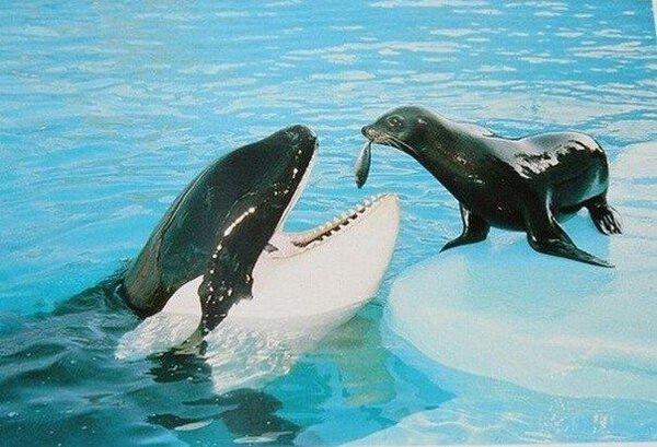 LOL Animals (13)