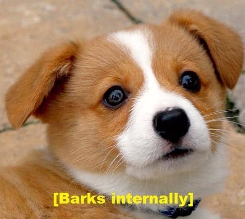 Funny Pic Dump (16)