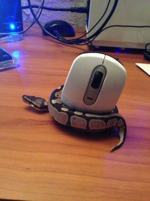 Funny Pic Dump (12)