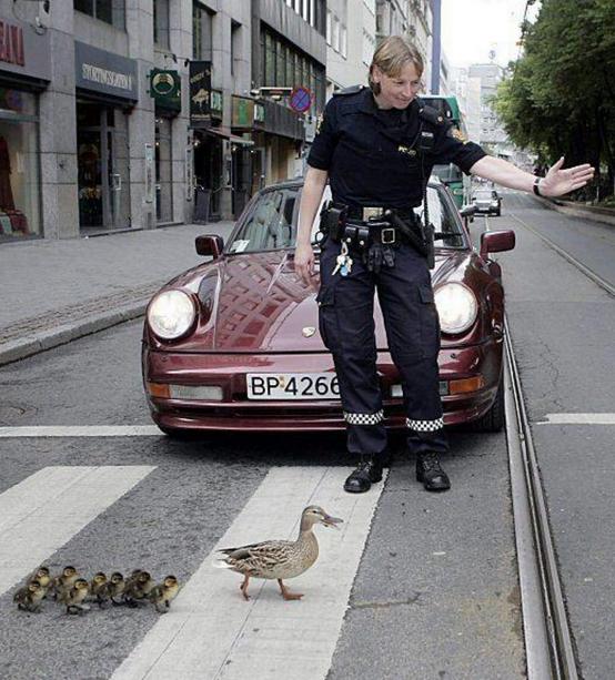 LOL Animals (16)