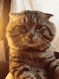 http://www.pleated-jeans.com/wp-content/uploads/2012/12/sofapizza.gif