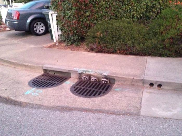 Funny Pic Dump (18)