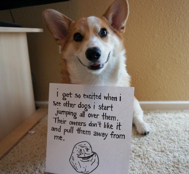 Corgnelius the Corgi (12)
