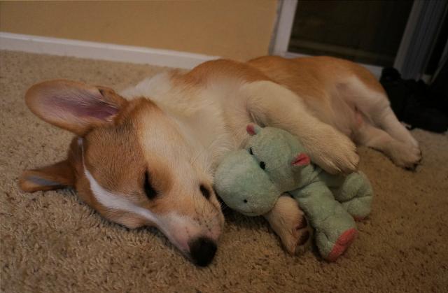 Corgnelius the Corgi (14)