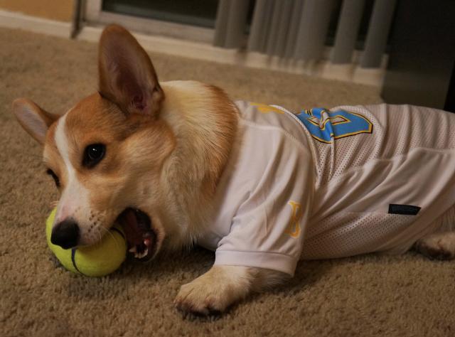 Corgnelius the Corgi (15)