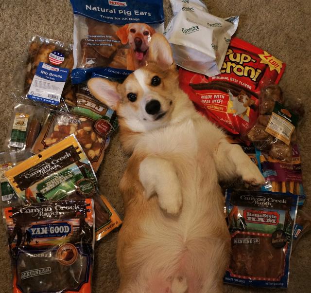 Corgnelius the Corgi (16)