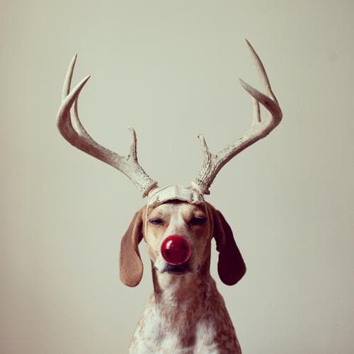 LOL Animals (18)