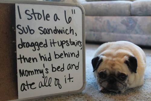 LOL Animals (19)