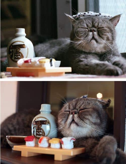 LOL Animals (4)