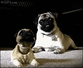 Funny Pugs (5)