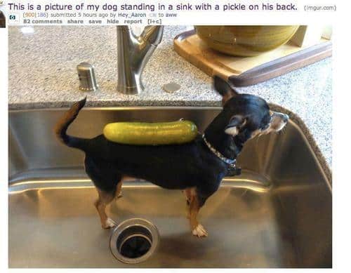 Funny Pic Dump (4)
