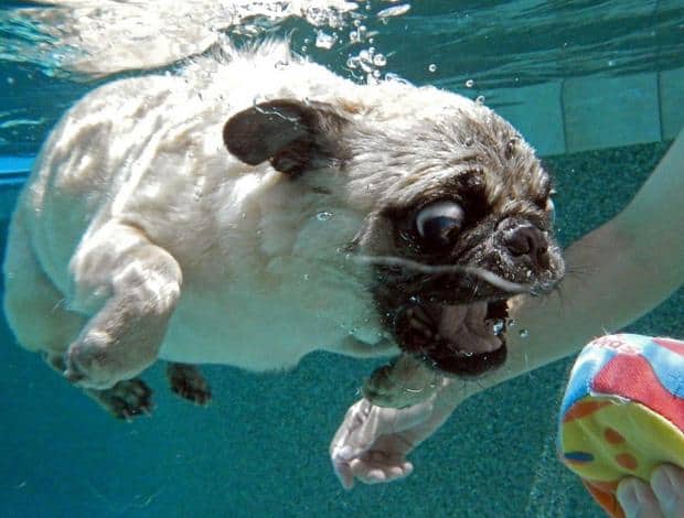 Funny Pugs (6)