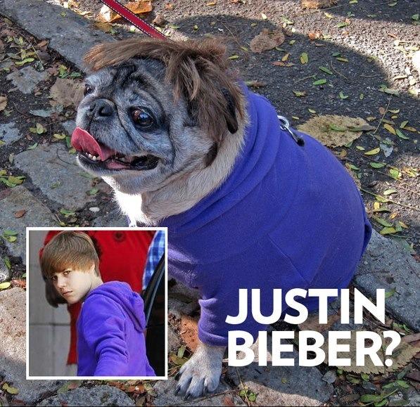 Funny Pugs (7)
