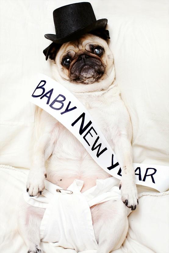 Funny Pugs (11)