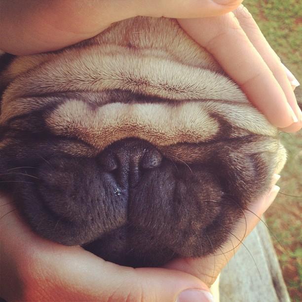 Funny Pugs (8)