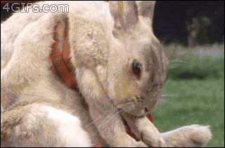 4.gif