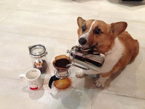 LOL Animals (3)